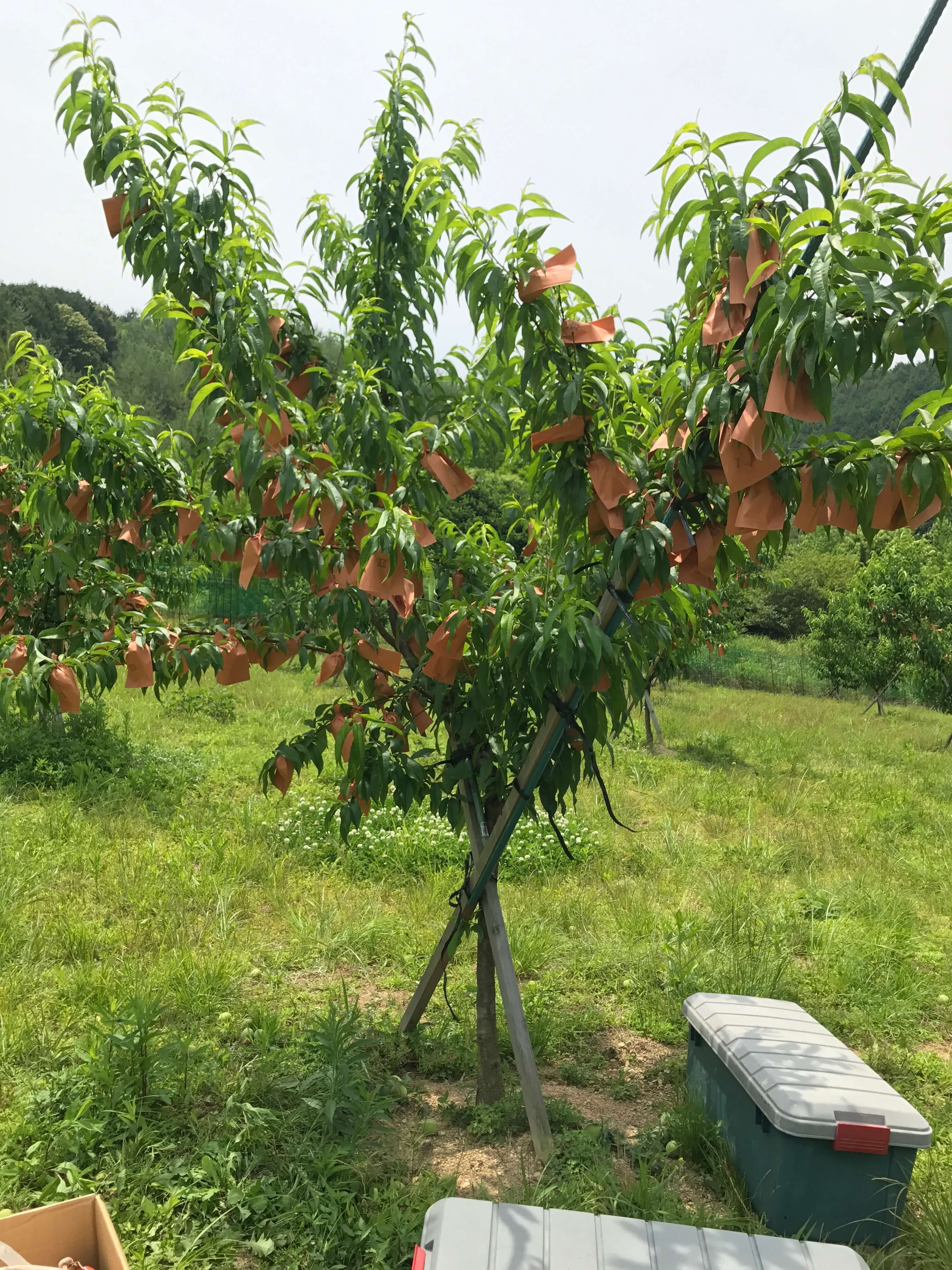 桃の木