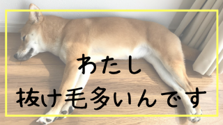 わたし 抜け毛多いんです
