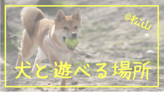犬と遊べる場所　＠松山