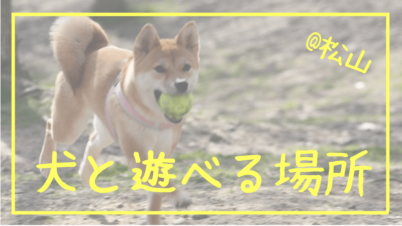 松山市で犬と遊べる無料スポット3選 愛媛 ヤマシタユウのブログ